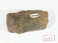 藏品(犀牛掌(蹠)骨遠端)的圖片